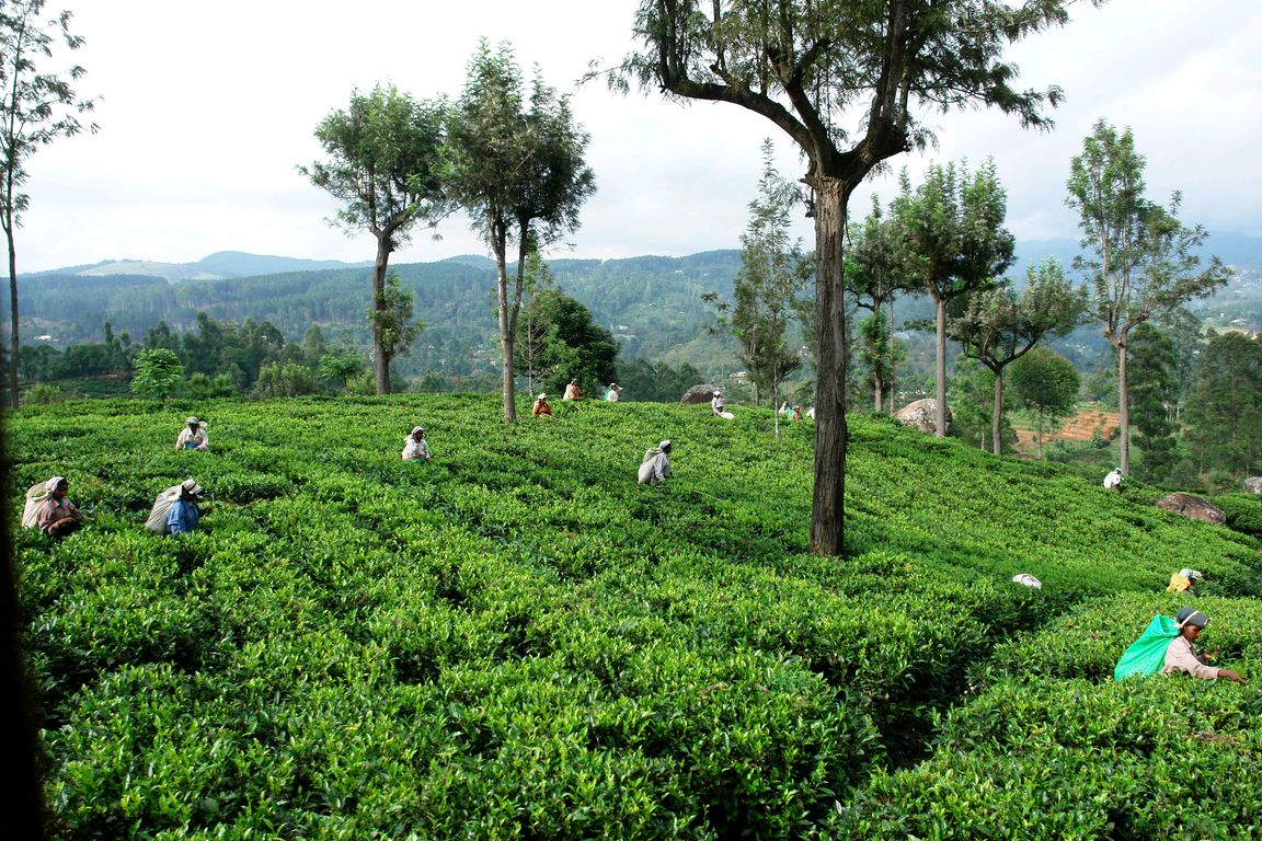 Nuwara Eliya