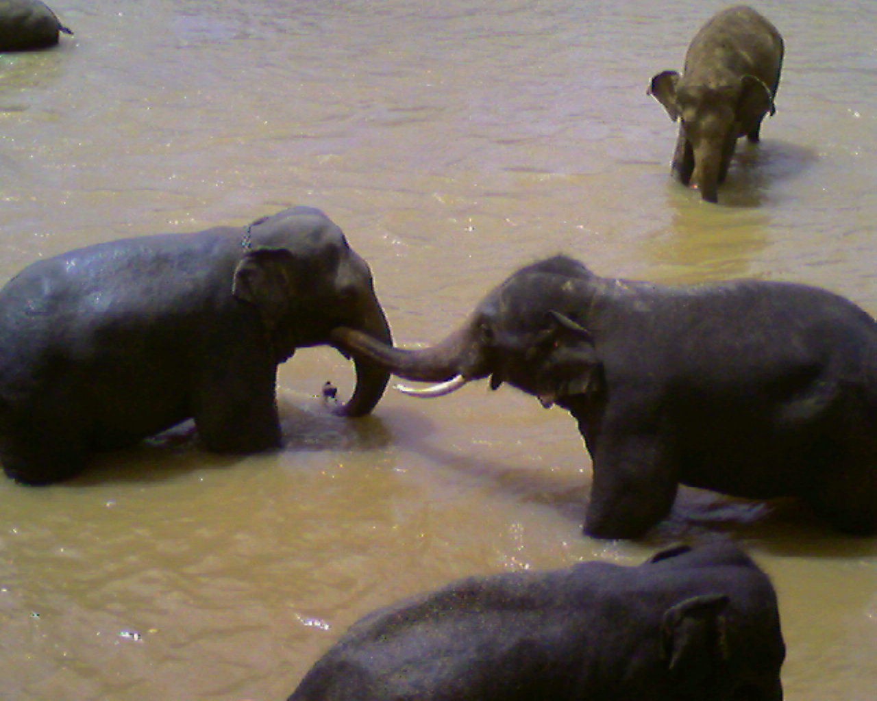 Pinnawala Elephant Orphanage