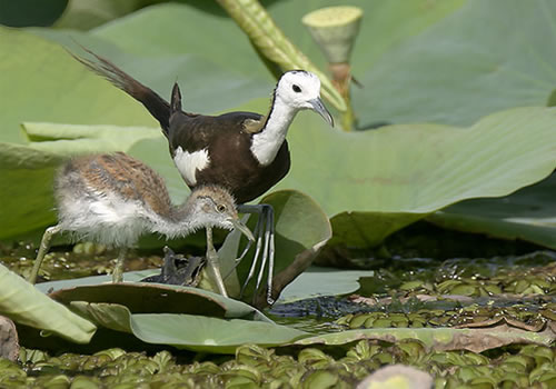 Kumana National Park