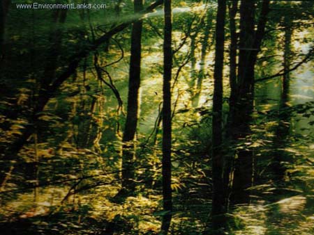 Rain forests