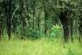 Bambarabotuwa Forest Reserve