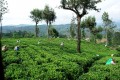 Nuwara Eliya