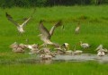 Minneriya National Park
