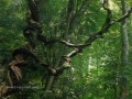 Yagirala Forest Reserve