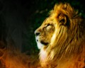 Wild Life