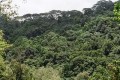 Dediyagala Nakiadeniya Forest Complex