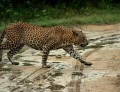 Yala National Park